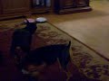 More Min Pin Mania