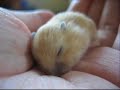 Mochi - A short clip Mochi - A short clip