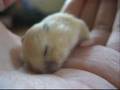 Mochi - A short clip