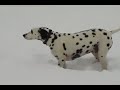 Dalmatian, Patch in Snow