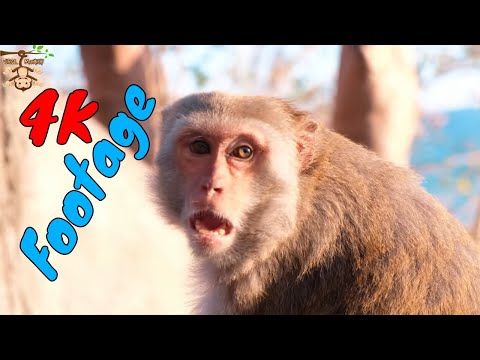 Những Cảnh Quay Đẹp Chất Lượng 4K Về Loài Khỉ Tập 28