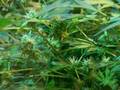 History of Weed Part 4 of 5