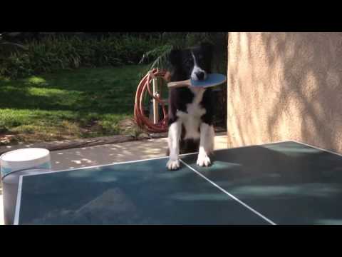 Ping Pong canino