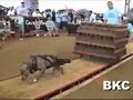 Goliath, Blue Nose Weight Pulling at its Best