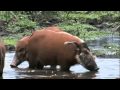 Prédateurs de la préhistoire - Le cochon tueur (1 sur 5) Default