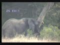 NK 15th Marh Elephant pt3
