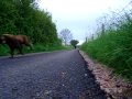 MODIFIED GOPED BIGFOOT FLYBY 1 WITH DOGLEY'S IN TOW