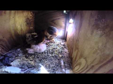 how to care for a barn owl