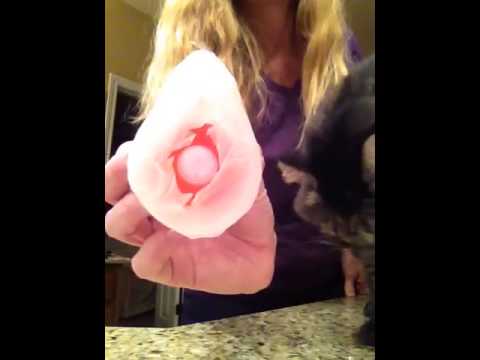 how to treat feline asthma