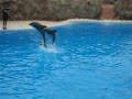 Delfin-Show im Loro Parque, Teneriffa