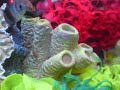 reef tank
