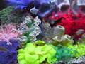 my tetra, barb, danio reef tank
