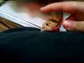Meet my Leopard Gecko, Geico.
