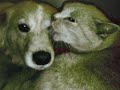 CANE E GATTO  (cat and dog)