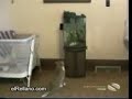 video muy divertido de gatos malos,flojos etc.