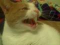 videos de Messy Marvin is pissed about going to the vet