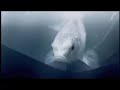 Pescadito Wong - Comercial Bolsa Biodegradable Pescadito Wong - Comercial Bolsa Biodegradable