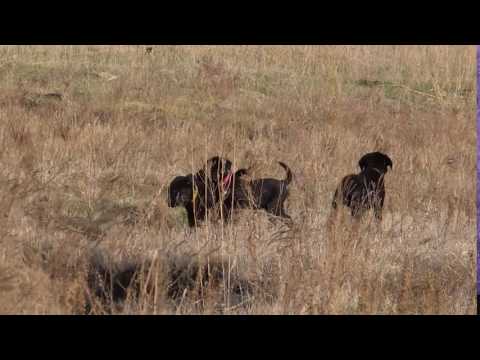Labrador Retriever Females
