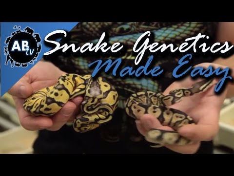 YouTube reptile video
