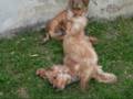 Billi & Luka in action