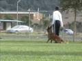 videos de Luigi - Belgian Malinois - Sch III Obedience