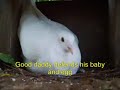 my-pigeons-in-the-aviary.html