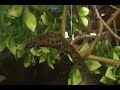 White Leucistic Spanish Ribbed Newt (Pleorodeles walti) Albino