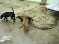 Mac, Archie and Annie