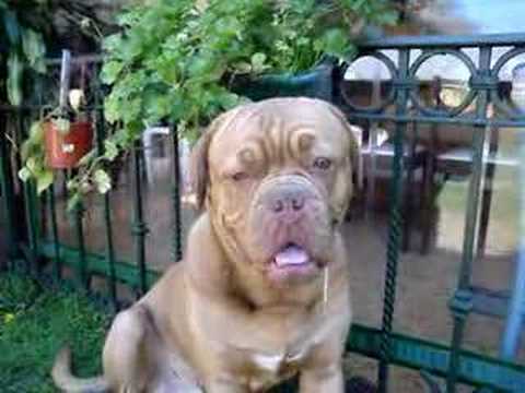 dogo de burdeos