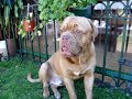 Hector, Dogo de Burdeos Hector, Dogo de Burdeos