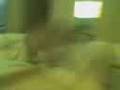 Filhote de Pit Bull