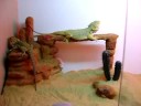 New Bearded Dragon Tank