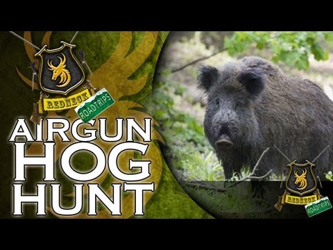 Hunting - Team Wild's Redneck Road Trip: Day 37. It's hog hunting with a twist today, as Ian shows Randy his way of hunting hogs. Equipped with his Benjamin Rogue .357...