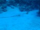 Stingray by the Reef in the Florida Keys Stingray by the Reef in the Florida Keys