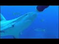 Supernatural - Unseen Power: Shark Extra Sensory Perception