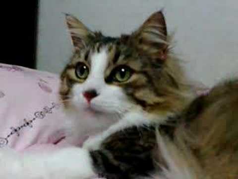 Hunting Nimo!! by Sora !?Youtube(ユーチューブ・ゆーちゅーぶ)・Dailymotion動画
