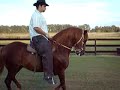 Training paso fino