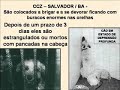 dogs, cão,cachorros,carrocinhas,centro de controle zoonoses. dogs, cão,cachorros,carrocinhas,centro de controle zoonoses.