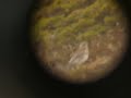 Turdus pilaris