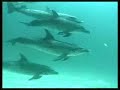 Sea Shepherd - Susan Sarandon 