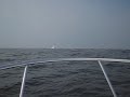 ballenas