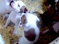staffordshire bull terrier puppy 1 month staffordshire bull terrier puppy 1 month