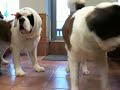 セント・バーナード