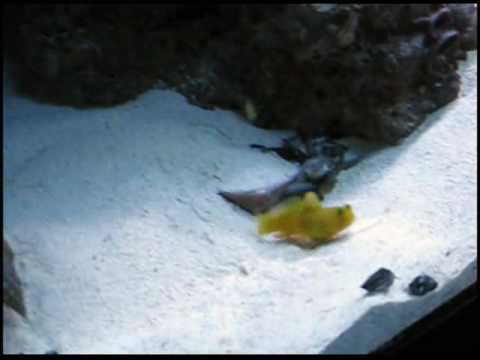 Goby yellow watchman and tiger pistol shrimp during feeding time Goby yellow watchman and tiger pistol shrimp during feeding time