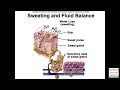 Balance - Water, Acids-Bases and Electrolytes - Renal Physiology (Examville.com  Education)