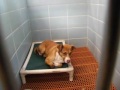 03 07 2013 dogs