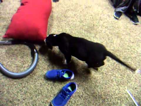 Duke having fun exploring