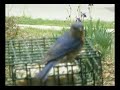 Up close and personal visit by male Eastern Bluebird
