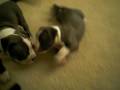 shady pups 5