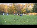 Wow! We did some agility today :)